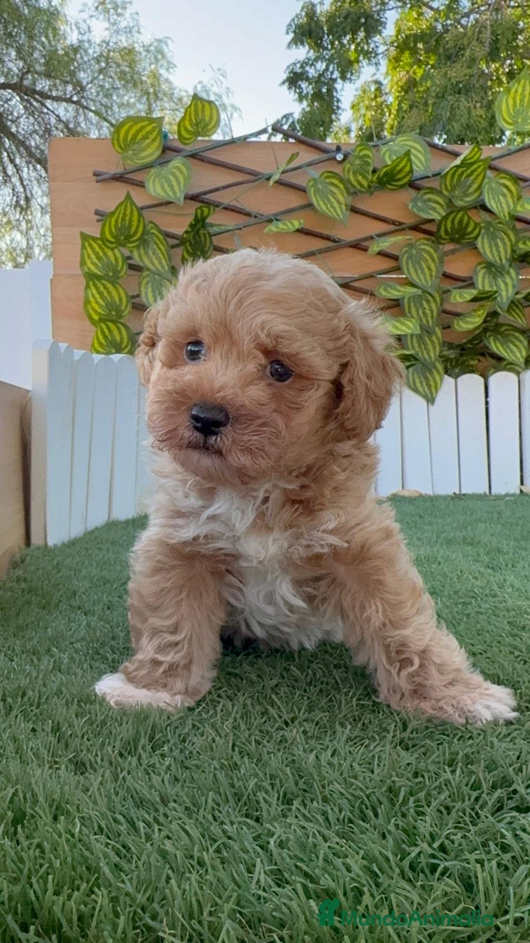 Caniche Toy perros en venta: CANICHE TOY MACHO - Imagen 4
