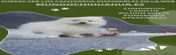 Pomerania perros en venta: IMPRECIOSNATES CACHORRITOS DE POMERANIAS  - Anuncio 2