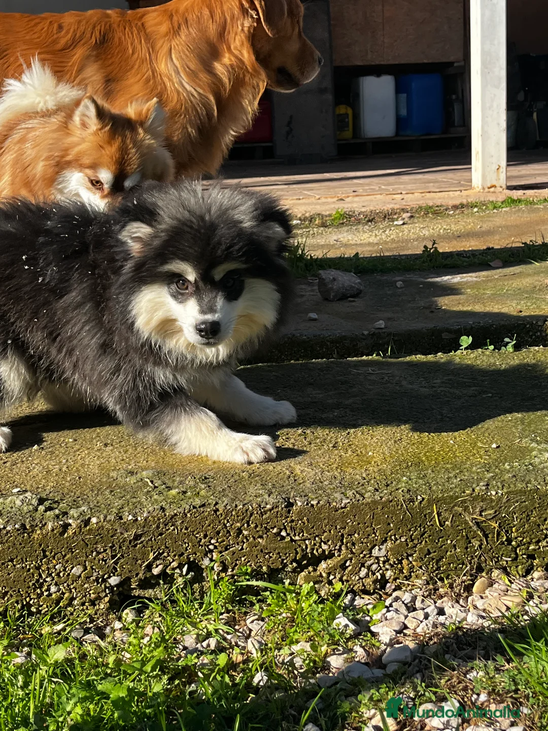 Pomsky perros en venta: Pomsky miniatura multigeneracional  - Anuncio 29