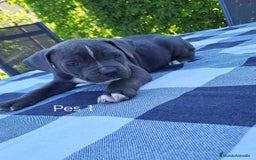 American Staffordshire-Terrier perros en venta: AMERICAN STAFFORDSHIRE - Imagen 1