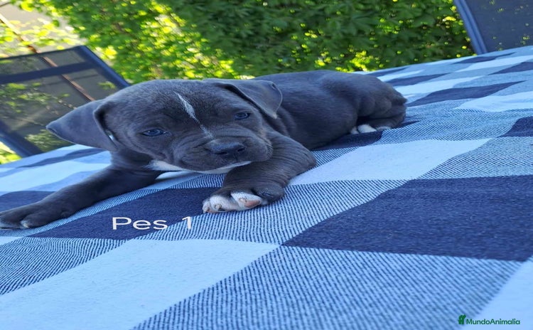 American Staffordshire-Terrier perros - Propaganda 1