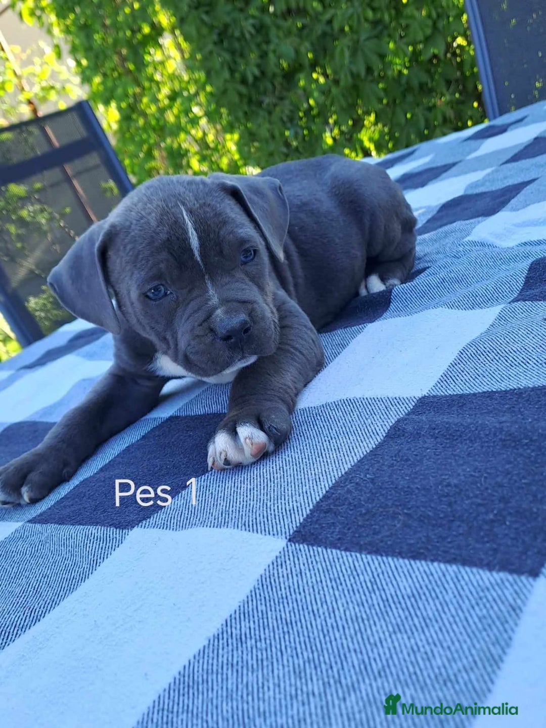 American Staffordshire-Terrier perros en venta: AMERICAN STAFFORDSHIRE - Imagen 1