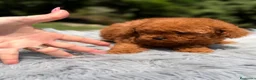 Caniche Toy perros en venta: Caniche macho rojo pimentón  - Anuncio 3