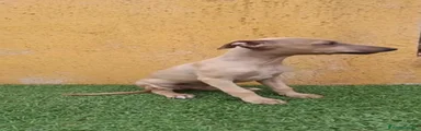 Pequeño Lebrel Italiano 1