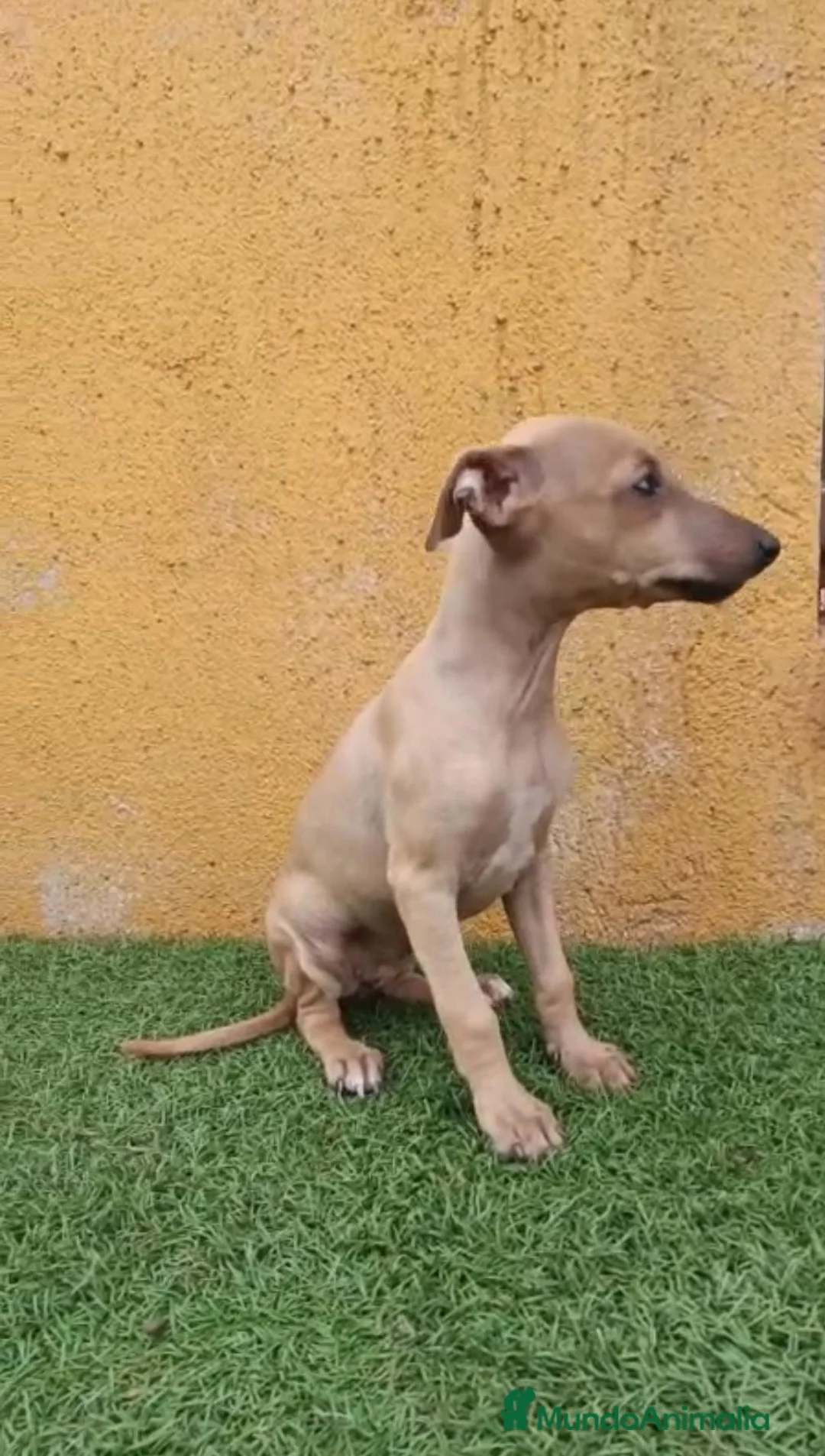 Pequeño Lebrel Italiano perros en venta: Cachorro de Piccolo italiano  - Anuncio 2