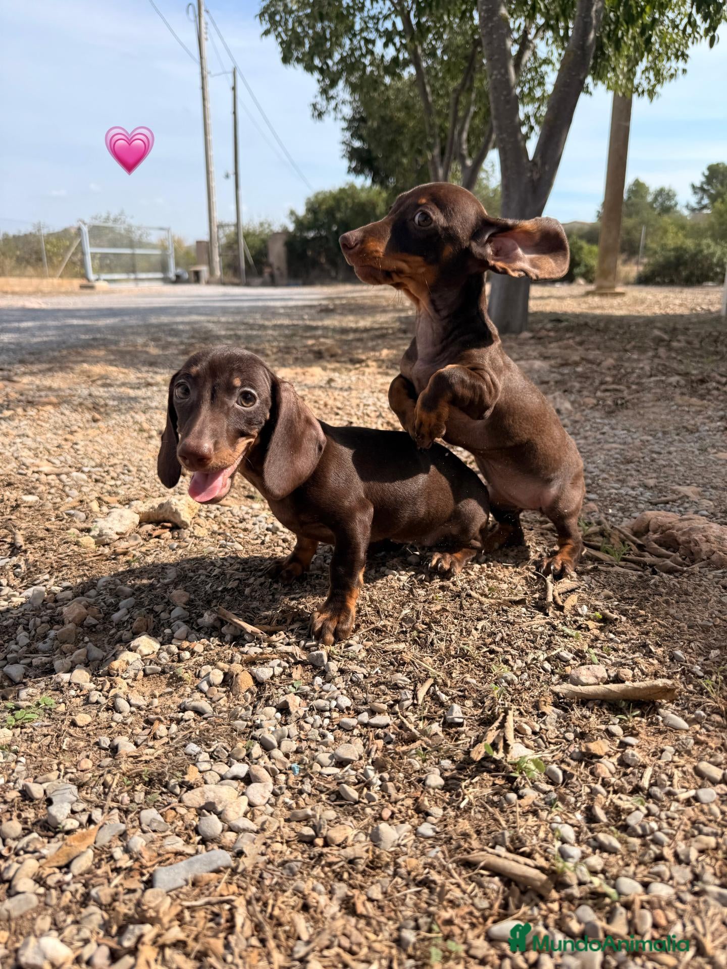 Teckel Miniatura perros TECKEL MINI HEMBRA 💖 - 2 DISPONIBLES - Anuncio 1