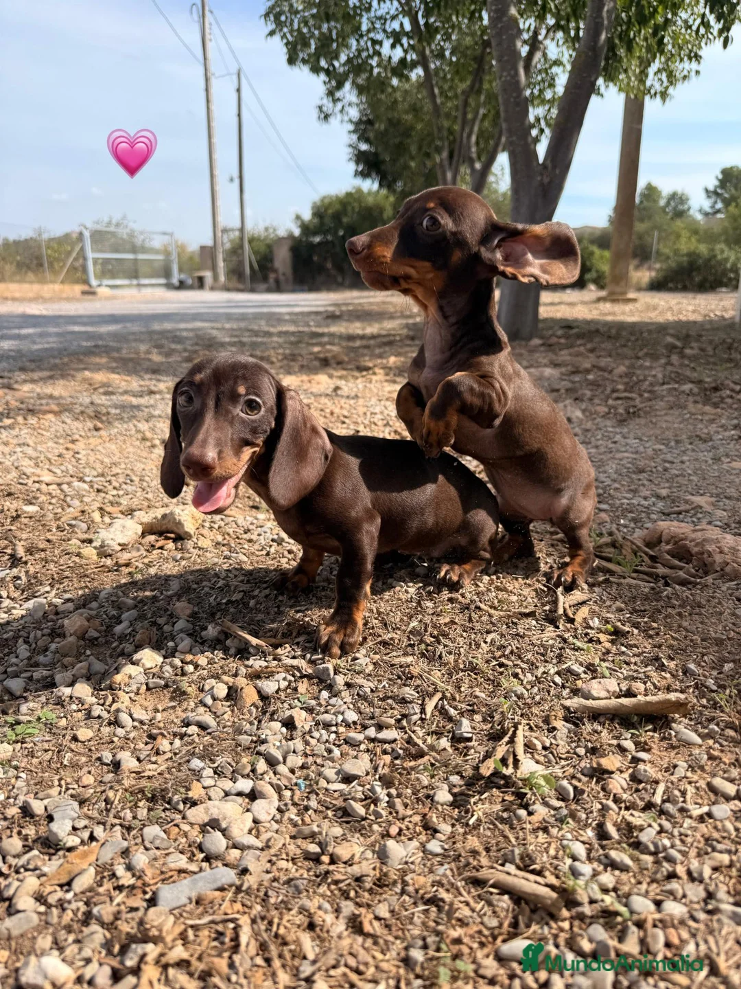 Teckel Miniatura perros en venta: TECKEL MINI HEMBRA 💖 - 2 DISPONIBLES - Anuncio 1