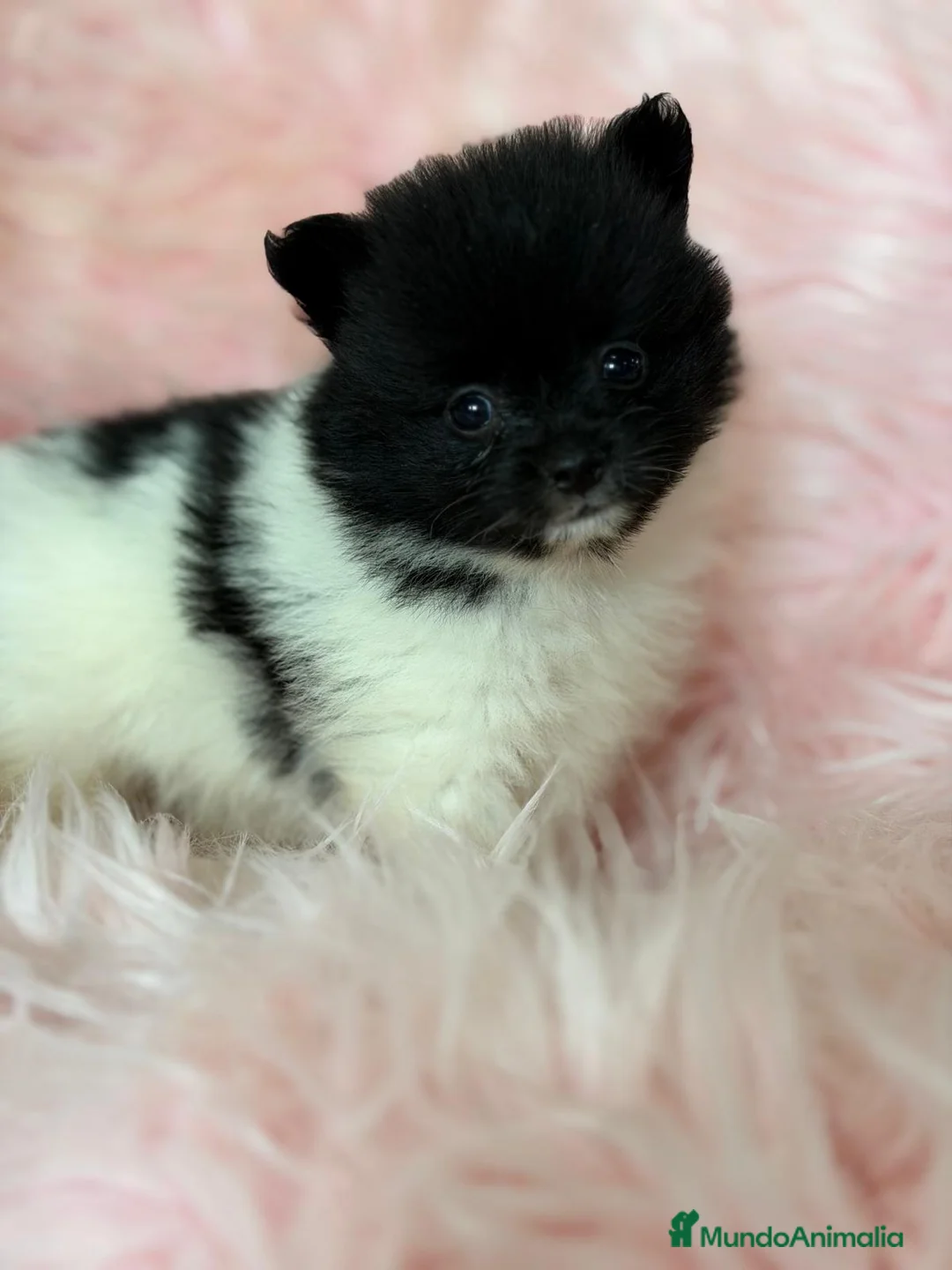 Pomerania perros en venta: POMERANIA MINITOY - Anuncio 7