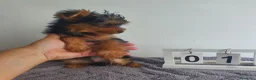 Yorkshire Terrier perros en venta: Yorkshire mini - Anuncio 4