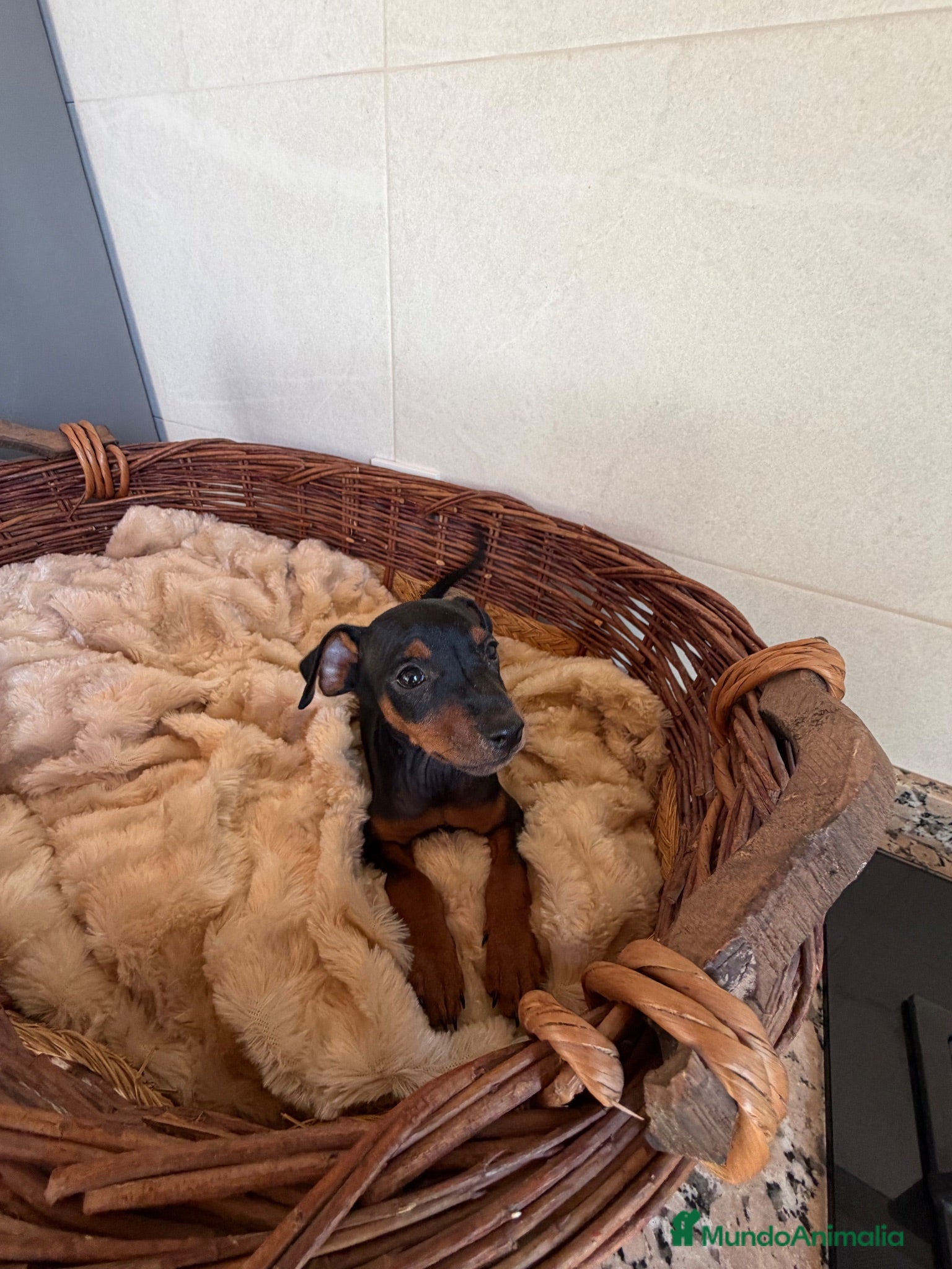 Pinscher Miniatura perros MINI PINSCHER - Anuncio 1