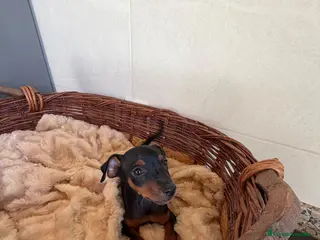Pinscher Miniatura perros MINI PINSCHER - Anuncio 1