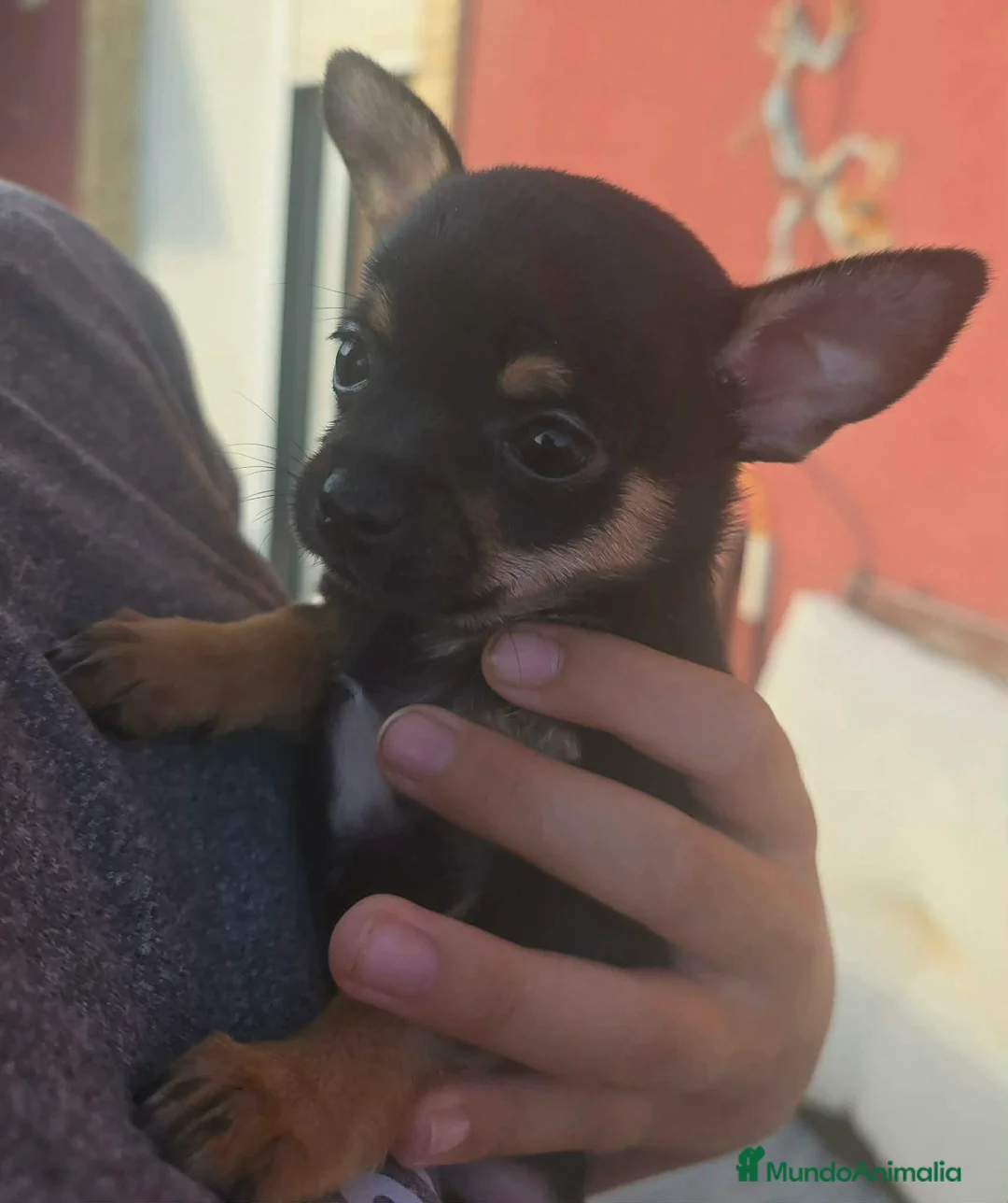 Chihuahua perros en venta: Cachorrito de chihuahua precio real - Anuncio 2