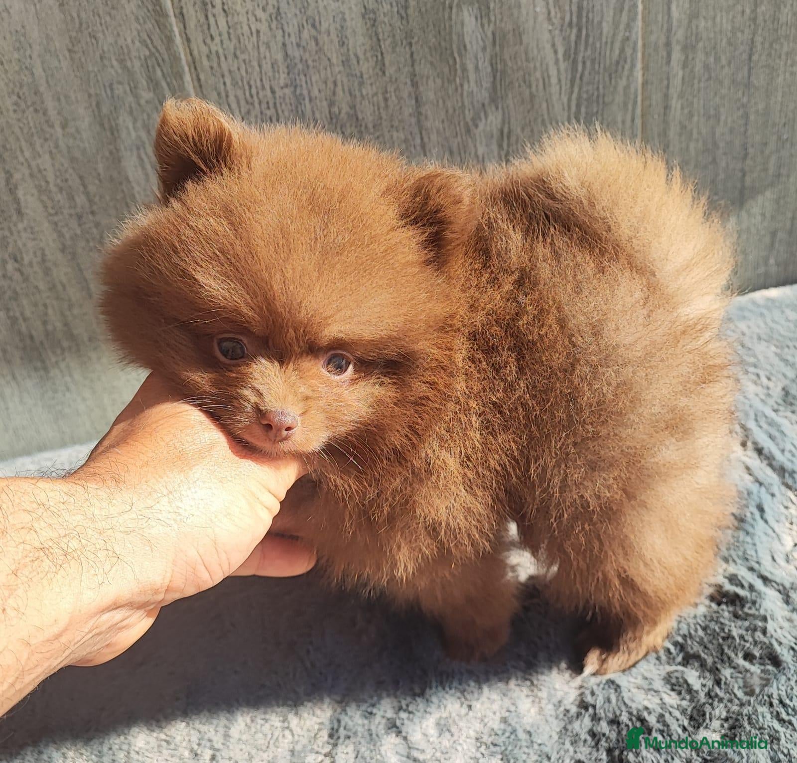 Pomerania perros POMERANIA CHOCOLATE MACHO - Anuncio 4