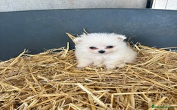Pomerania perros en venta: Cachorros pomerania blancos  - Imagen 2