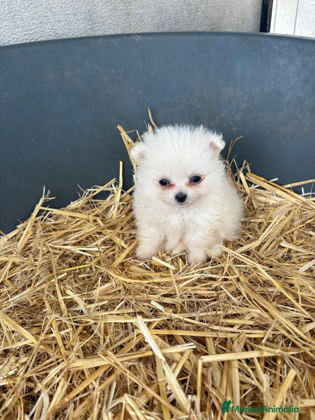 Pomerania perros en venta: Cachorros pomerania blancos  - Imagen 2
