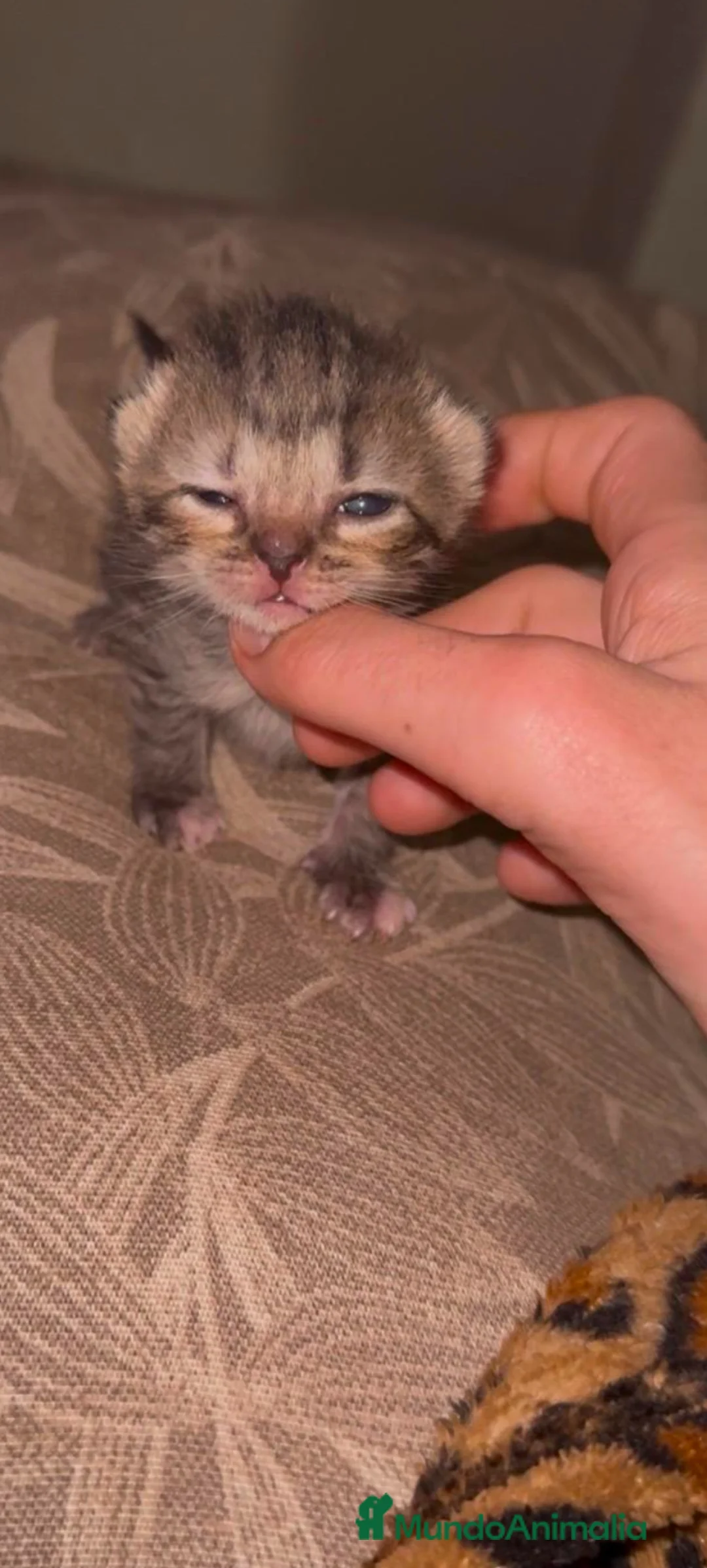 Persa gatos en venta: Persa disponible  - Anuncio 1