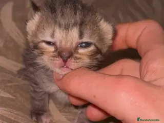 Persa gatos Persa disponible - Anuncio 7