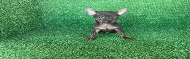Chihuahua 1