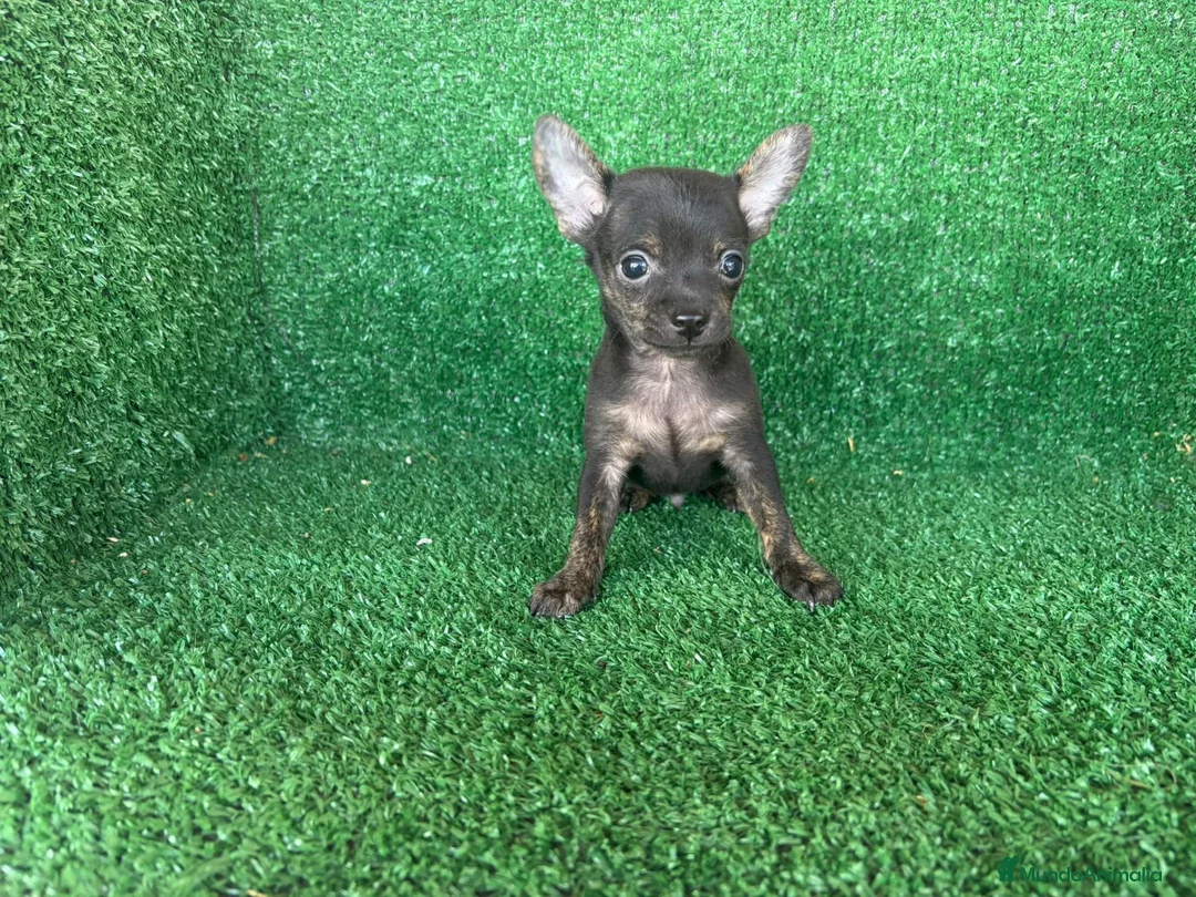 Chihuahua perros en venta: chihuahua - Anuncio 12