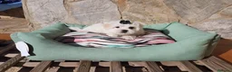 Bichón Maltés perros en venta: Bichón Maltés - Anuncio 9