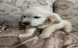 Golden Retriever perros en venta: Golden Retriever cachorros primeras líneas  - Imagen 14