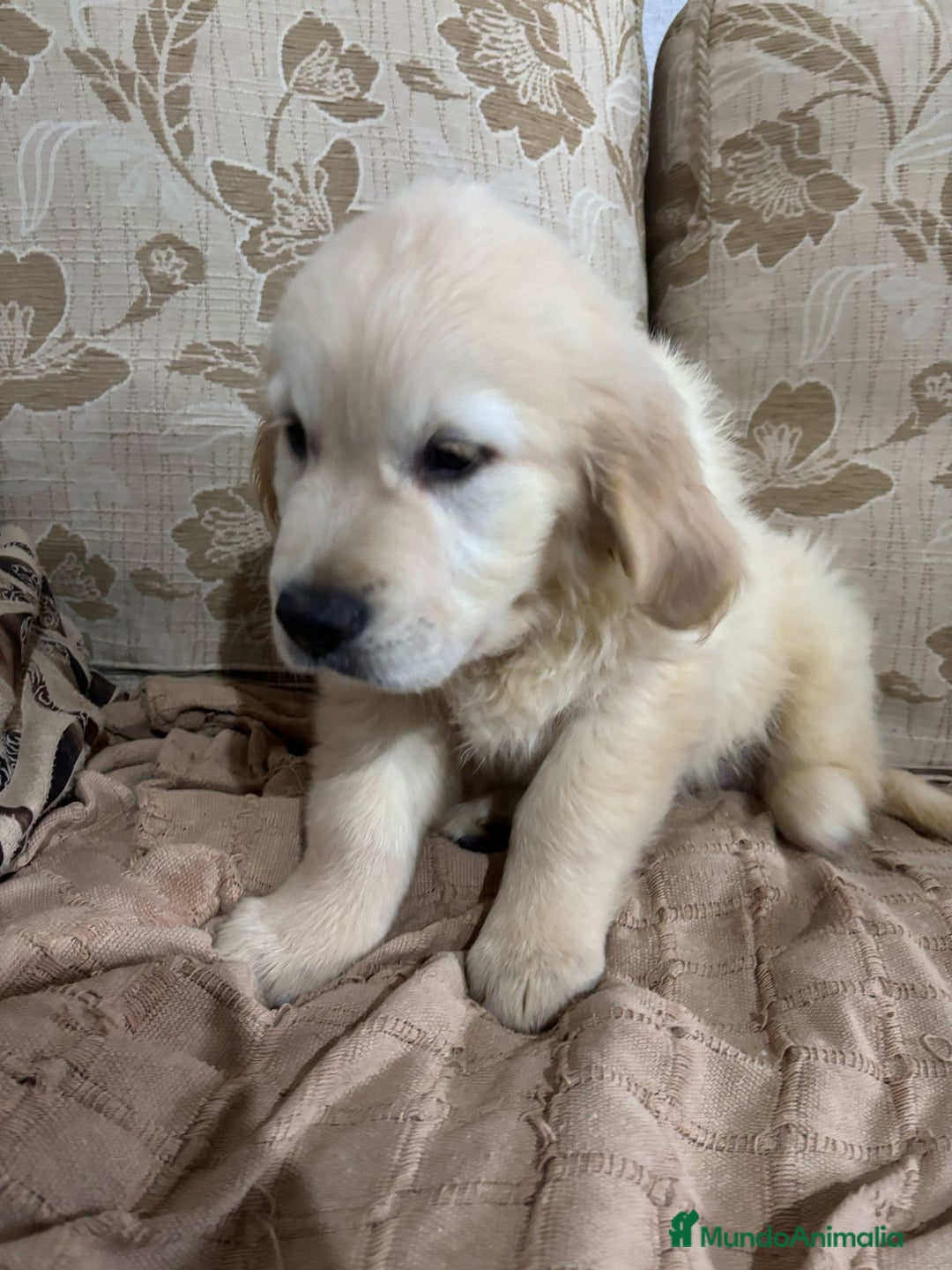 Golden Retriever perros en venta: Golden Retriever cachorros primeras líneas  - Imagen 14