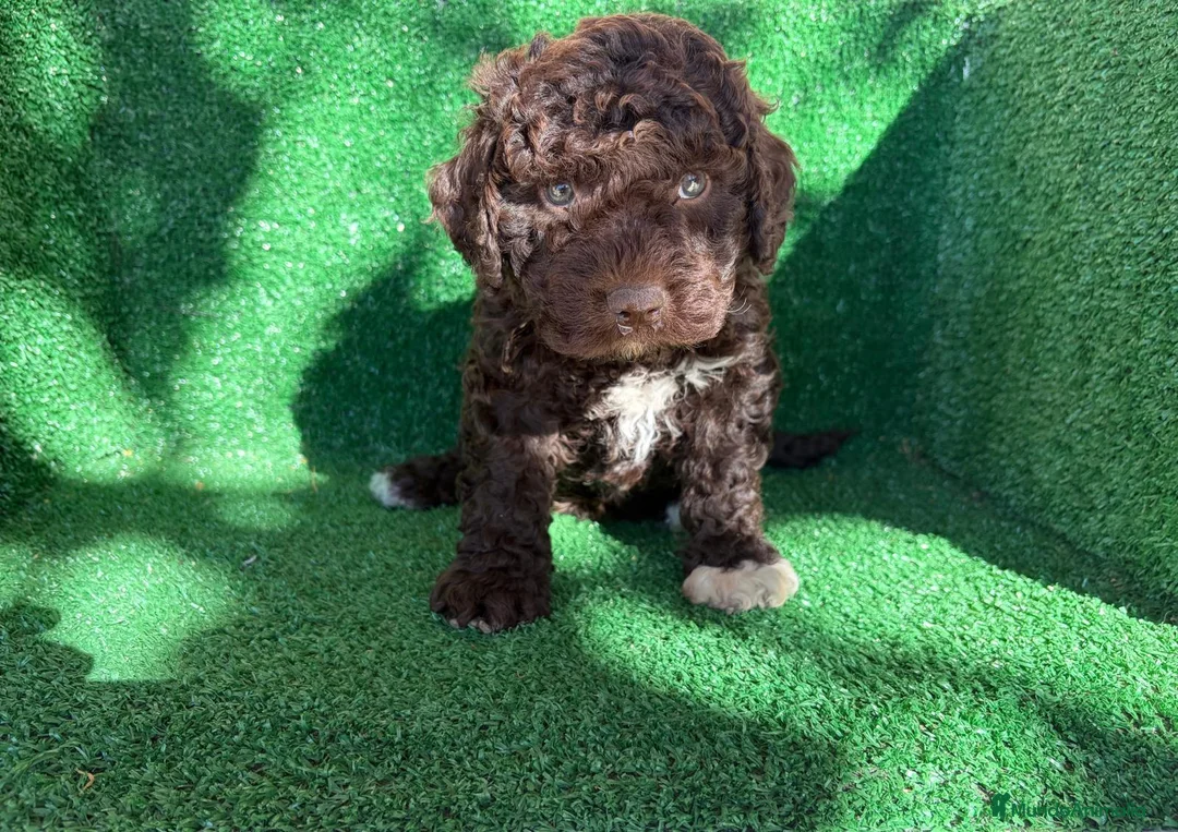 Perro de Agua Español perros en venta: perro de agua  - Anuncio 2