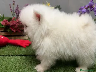 Pomerania perros Pomerania excelentes cachorros - Anuncio 2