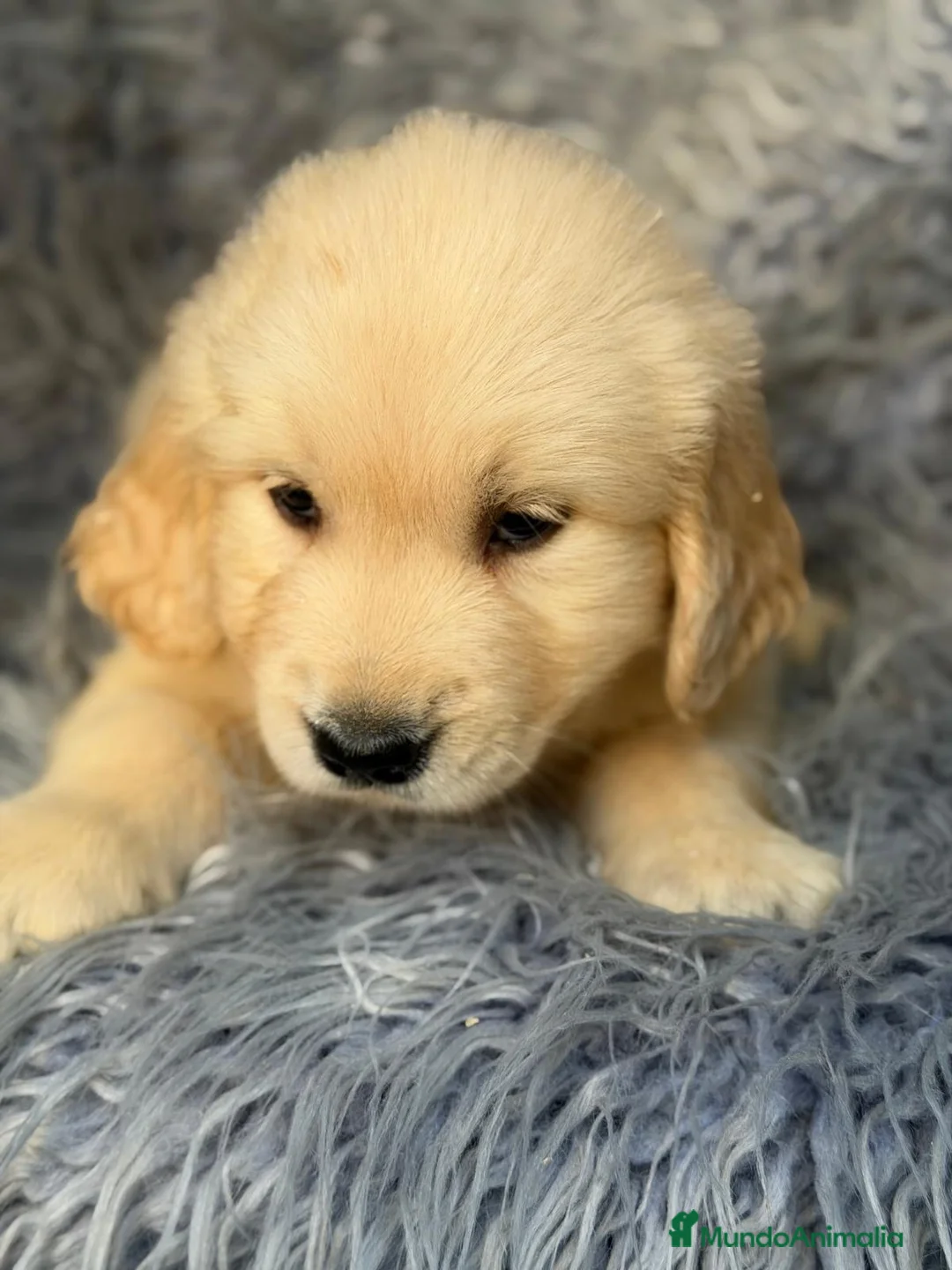 Golden Retriever perros en venta: Camada de Golden retriever dorados  - Anuncio 13