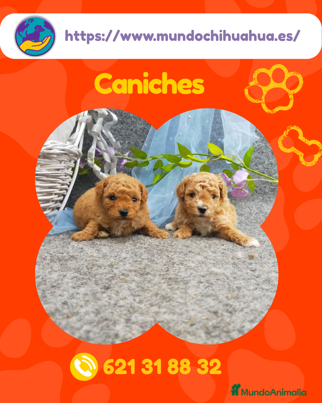 Caniche Enano perros Caniches enanos disponibles 🐩✨ - Anuncio 2