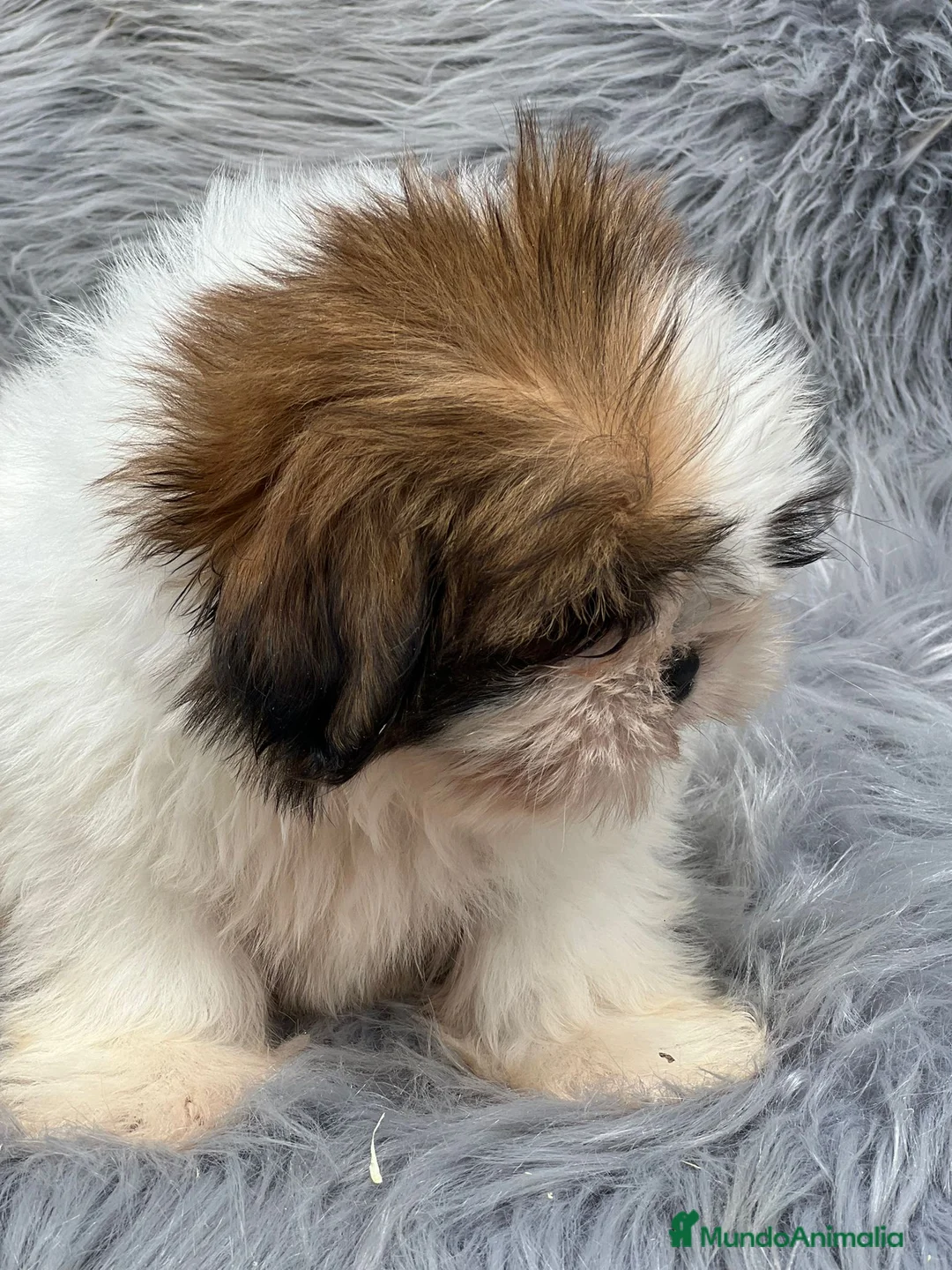 Shih Tzu perros en venta: SHIH TZU MACHO DISPONIBLE en Barcelona - Anuncio 2