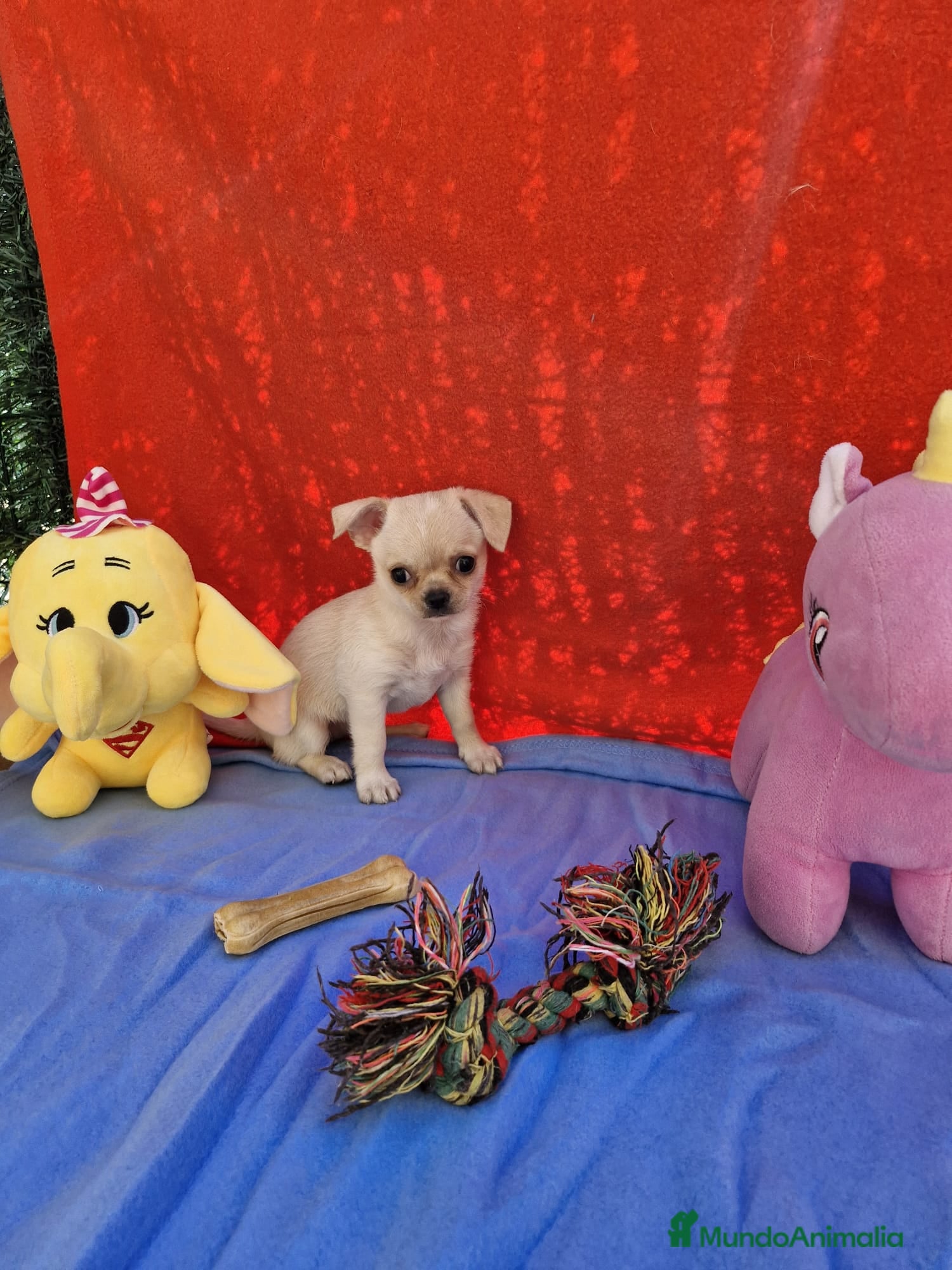 Chihuahua perros Chihuahuas en Barcelona - Anuncio 2