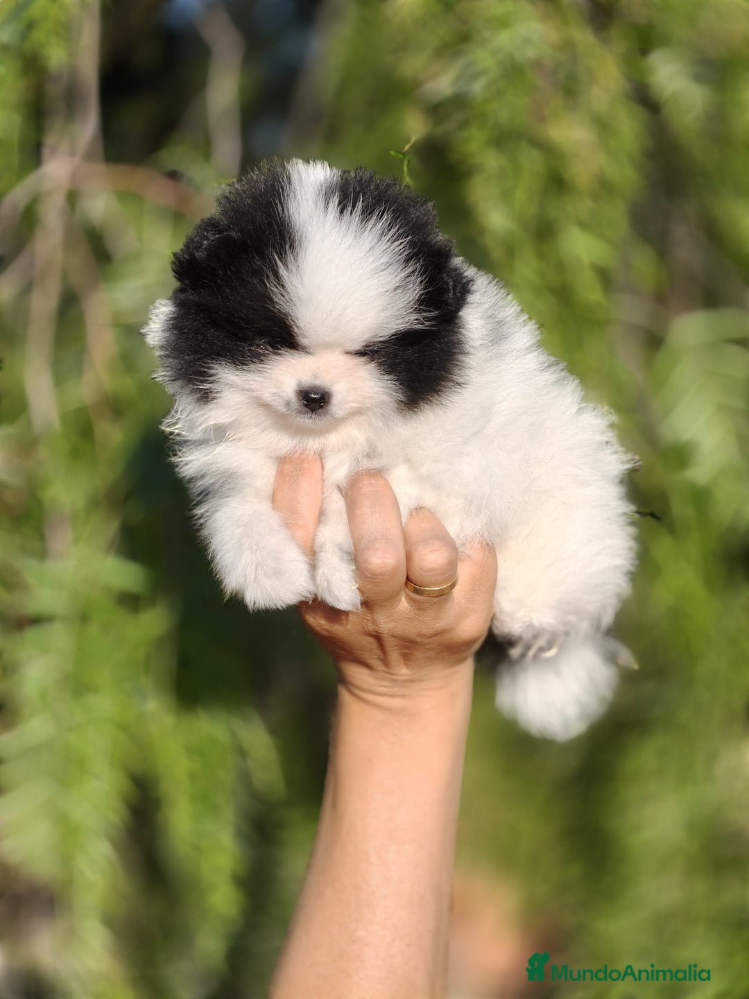 Pomerania perros en venta: Pomerania Blanco y Negro línea rusa  - Imagen 5