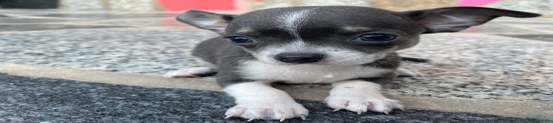 Chihuahua Cachorro 1