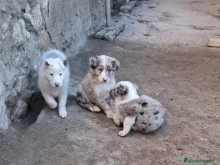 Border Collie perros Boder collie Avila - Anuncio 2
