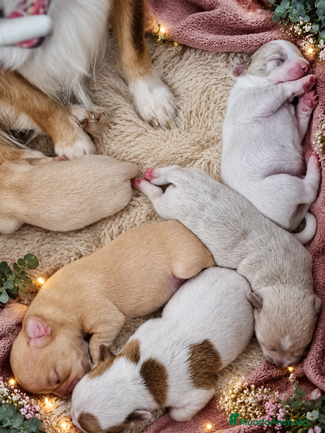 Chihuahua perros Preciosa camada de chihuahuas🐾💙💖 - Anuncio 24