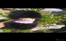 Pomerania perros en venta: Pomerania hembra  - Imagen 2