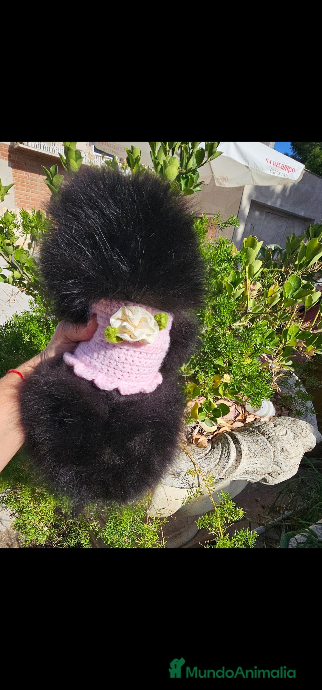 Pomerania perros en venta: Pomerania hembra  - Imagen 2