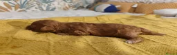 Caniche Toy perros en venta: Caniches PraoToro  en Zaragoza - Anuncio 3