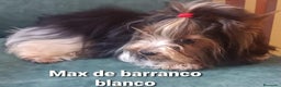 Biewer Yorkshire Terrier a la Pom Pon perros para monta: Biewer con pedigree - Anuncio 8
