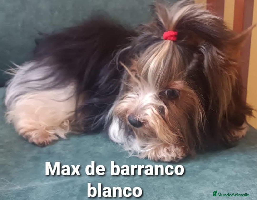 Biewer Yorkshire Terrier a la Pom Pon perros para monta: Biewer con pedigree - Imagen 8