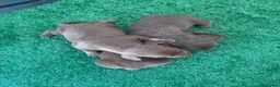 Teckel Miniatura perros en venta: Excelente camada de Teckel chocolate y arlequín  - Anuncio 4