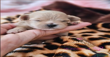 Maltipoo perros - Anuncio 1