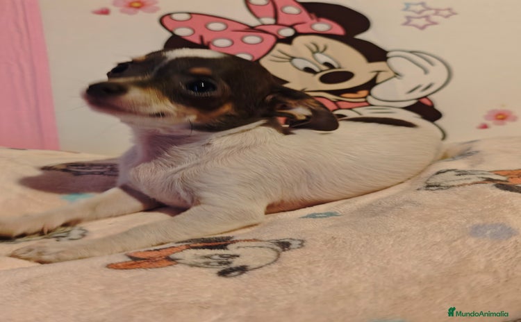 Chihuahua perros - Anuncio 2