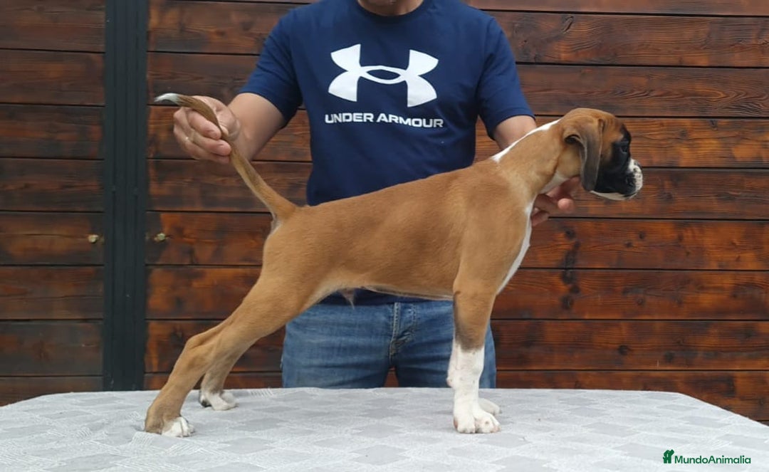 Boxer perros en venta: BOXER DORADO MACHO - Imagen 4
