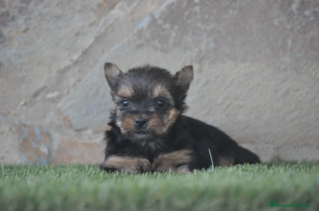 Yorkshire Terrier perros en venta: Magníficos cachorros de Yorkshire  - Anuncio 4