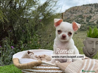 Chihuahua perros en Ciudad Real - Anuncio 33