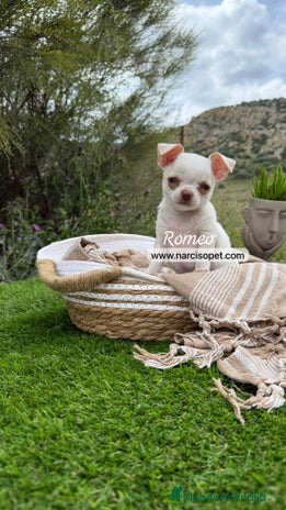 Chihuahua perros en Ciudad Real - Anuncio 4