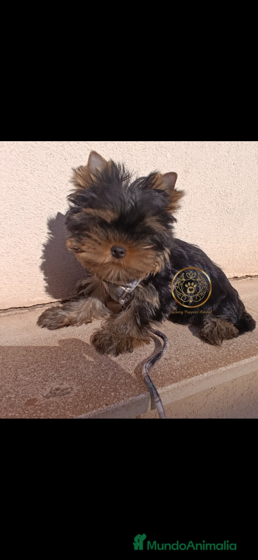 Yorkshire Terrier perros en venta: Yorkshire terrier macho  - Imagen 1