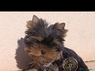 Yorkshire Terrier perros - Anuncio 13